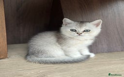 Scottish Fold cats for sale: 4 Scottish Silver Chinchilla Kittens  - Image 4