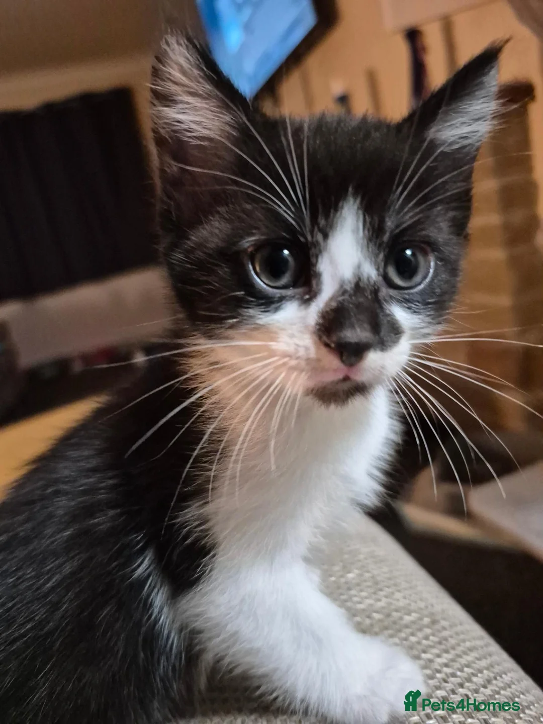 Mixed Breed cats for sale: Gorgeous kittens 😸  - Advert 2
