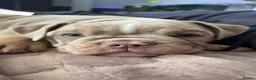 Old Tyme Bulldog dogs for sale: 2 LOVELY BOYS LEFT NEBBR REGISTERED - Advert 6