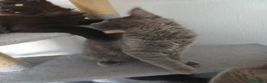 Ace