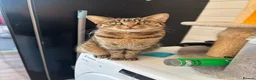 Mixed Breed cats for sale: Mum and daughter looking for home - Advert 7