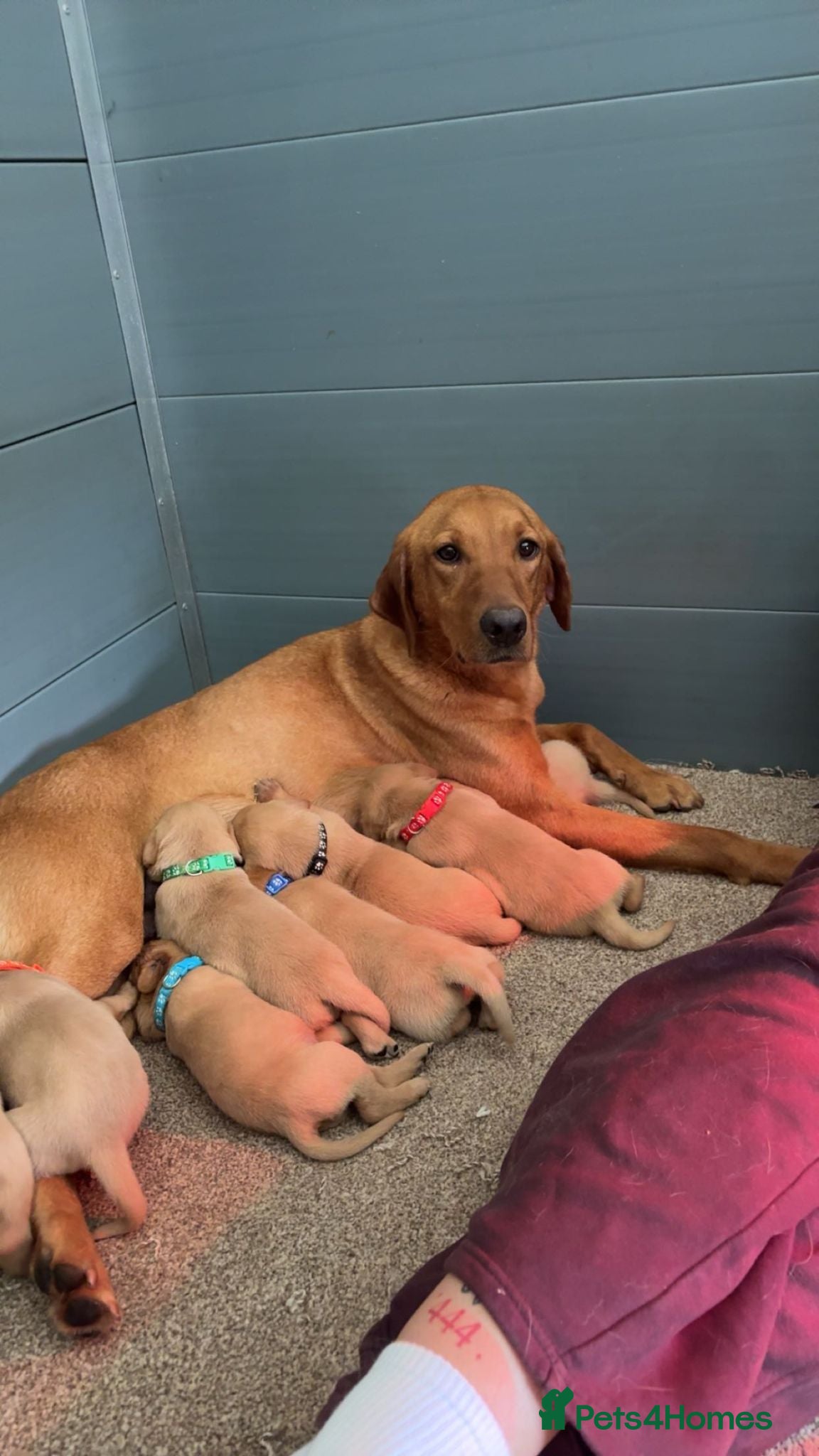 Labrador Retriever dogs Red fox labrador puppy's  - Advert 13