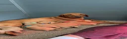 Labrador Retriever dogs for sale: Red fox labrador puppy's  - Advert 1