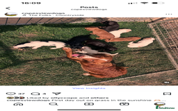 Cocker Spaniel dogs for sale: 5th generation, family, Cocker Spaniel Puppies - Image 6