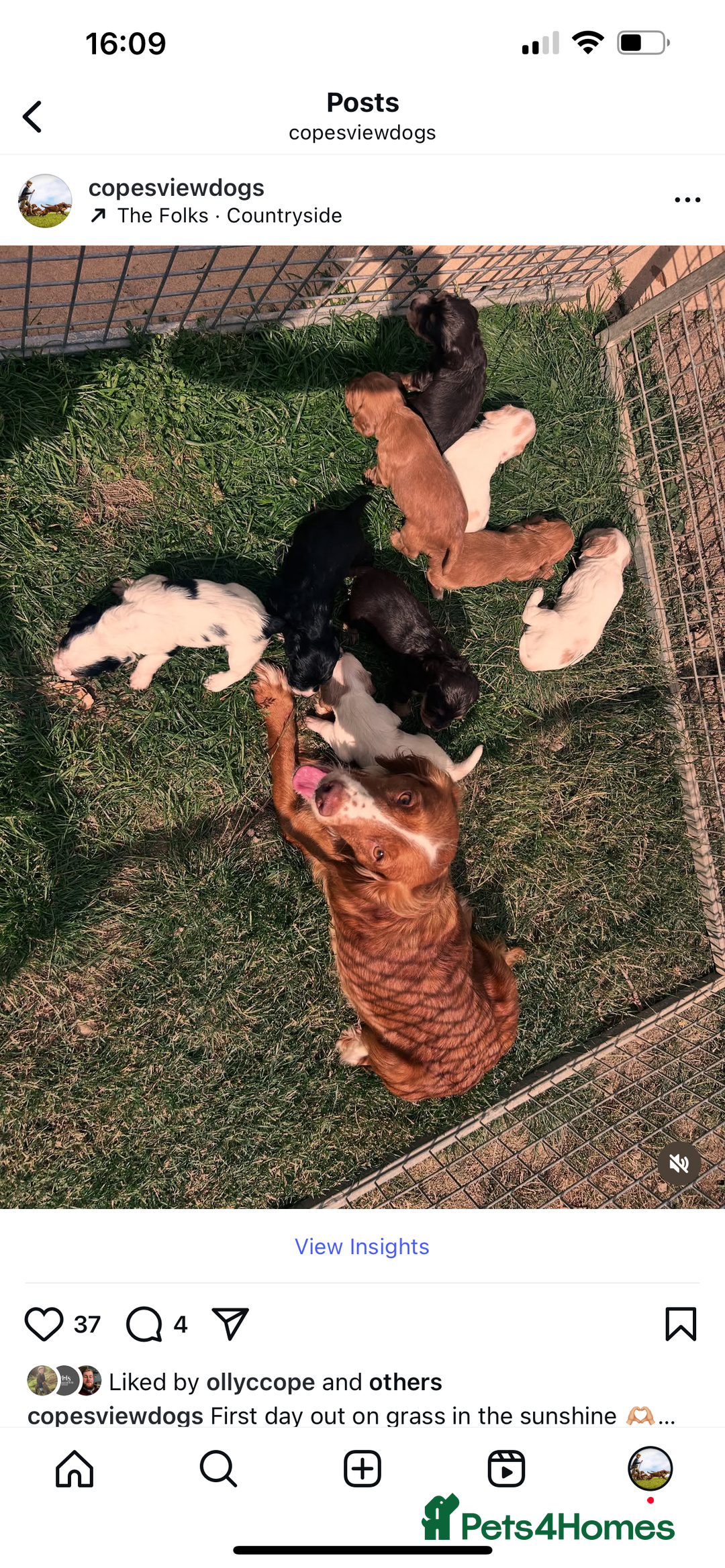 Cocker Spaniel dogs for sale: 5th generation, family, Cocker Spaniel Puppies - Image 6