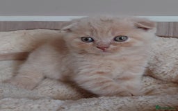 Scottish Fold cats for sale: Stunning Scottish fold kittens - Image 5