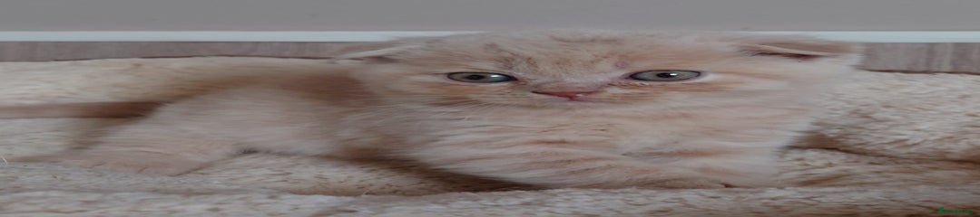 Scottish Fold Kitten 2
