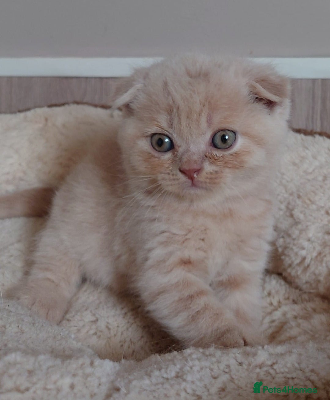 Scottish Fold cats for sale: Stunning Scottish fold kittens - Image 5