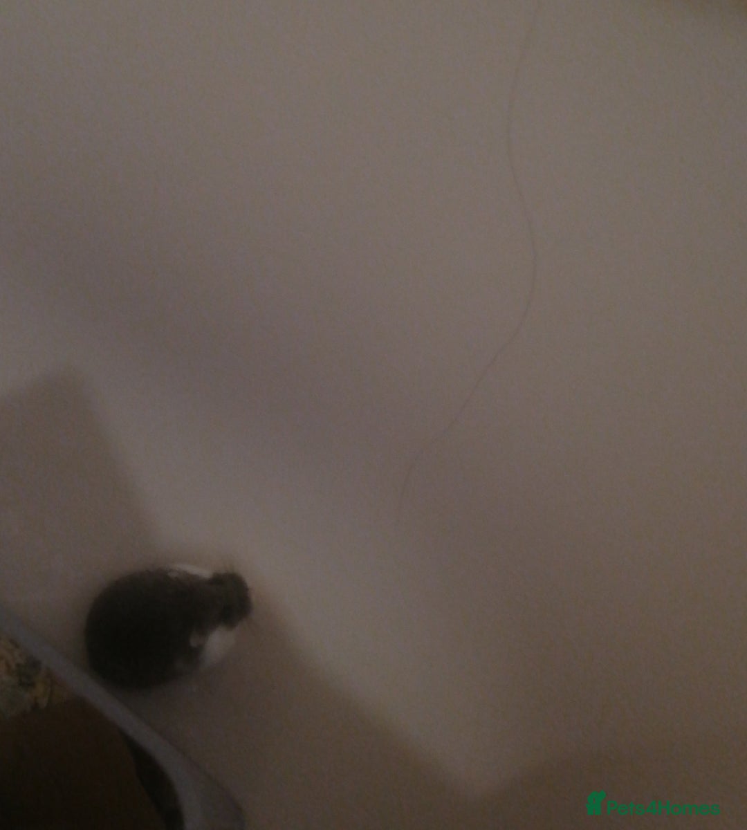 Hamster rodents for sale: Two cute robrovski female litter dwarf hamsters  - Advert 4