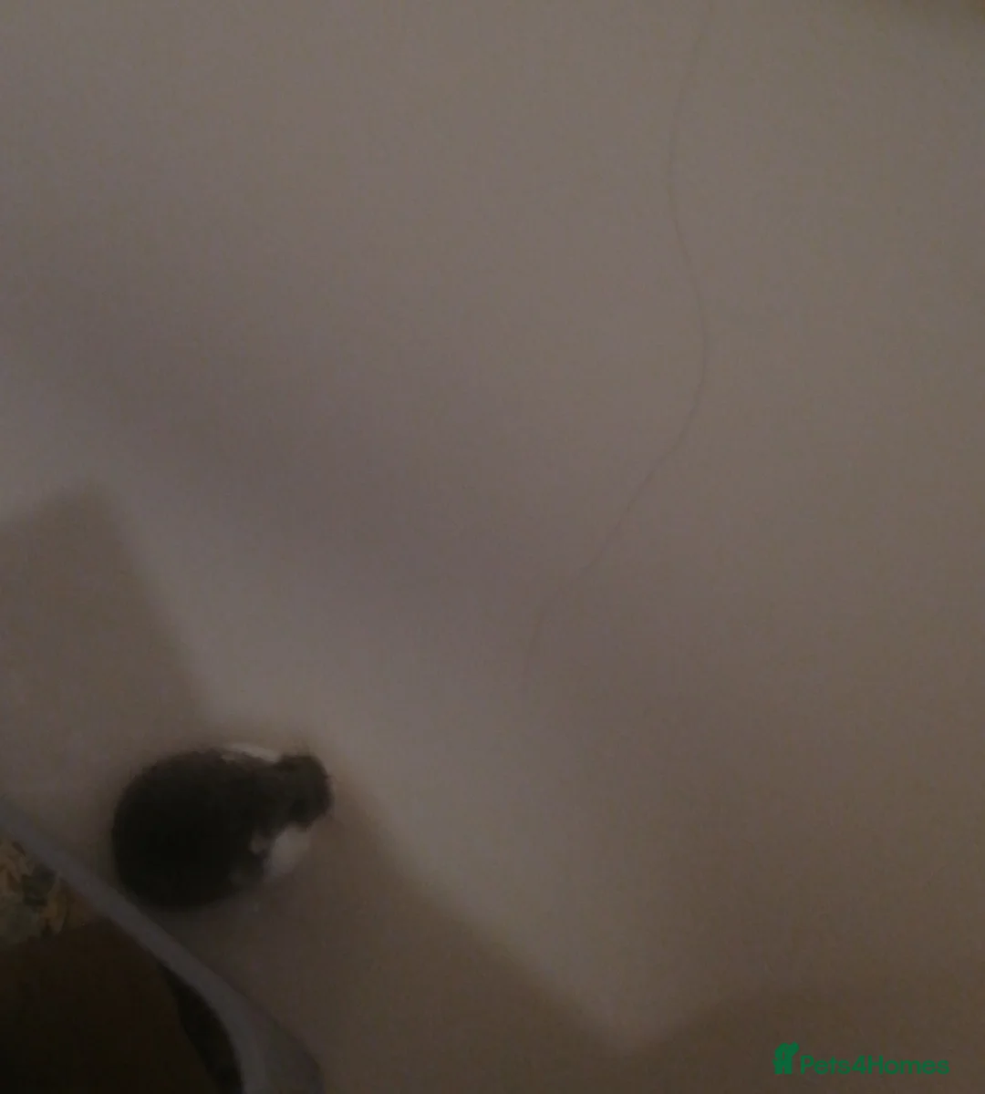 Hamster rodents for sale: One robrovski female ~ 1 year old and very activ - Advert 2