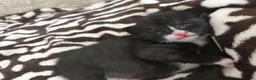 Mixed Breed cats for sale: Kittens  - Advert 3