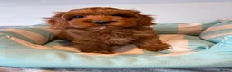 Cavapoo dogs for sale: 🐾 Stunning Cavapoo Puppies 🐾 in Sunderland - Advert 7
