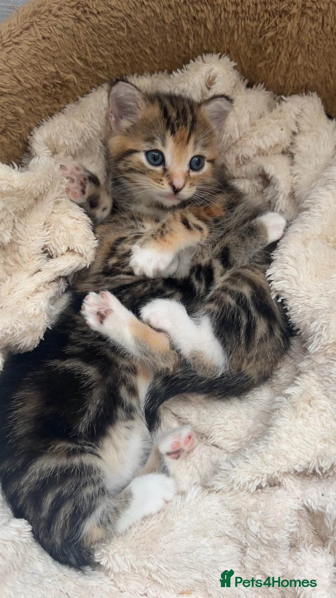 Domestic Shorthair cats for sale: Tabby kittens  - Advert 7