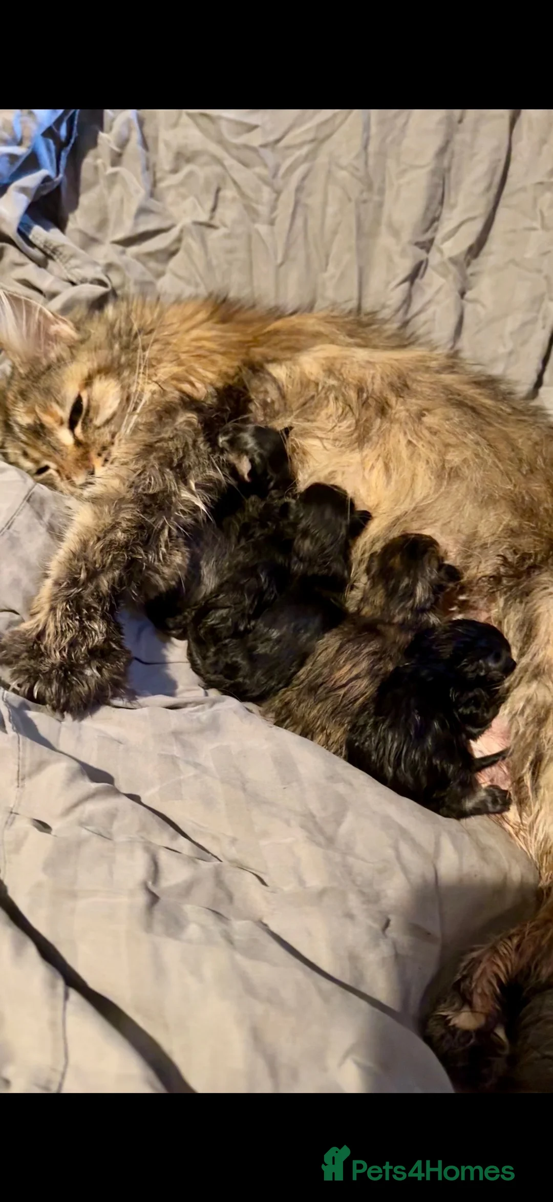 Maine Coon cats for sale: Georgeous Maine Coon kittens  - Advert 2