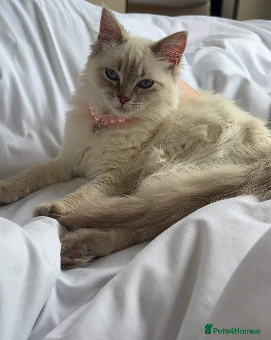 Ragdoll cats for sale: Adorable Ragdoll–Bombay Kittens - Image 8
