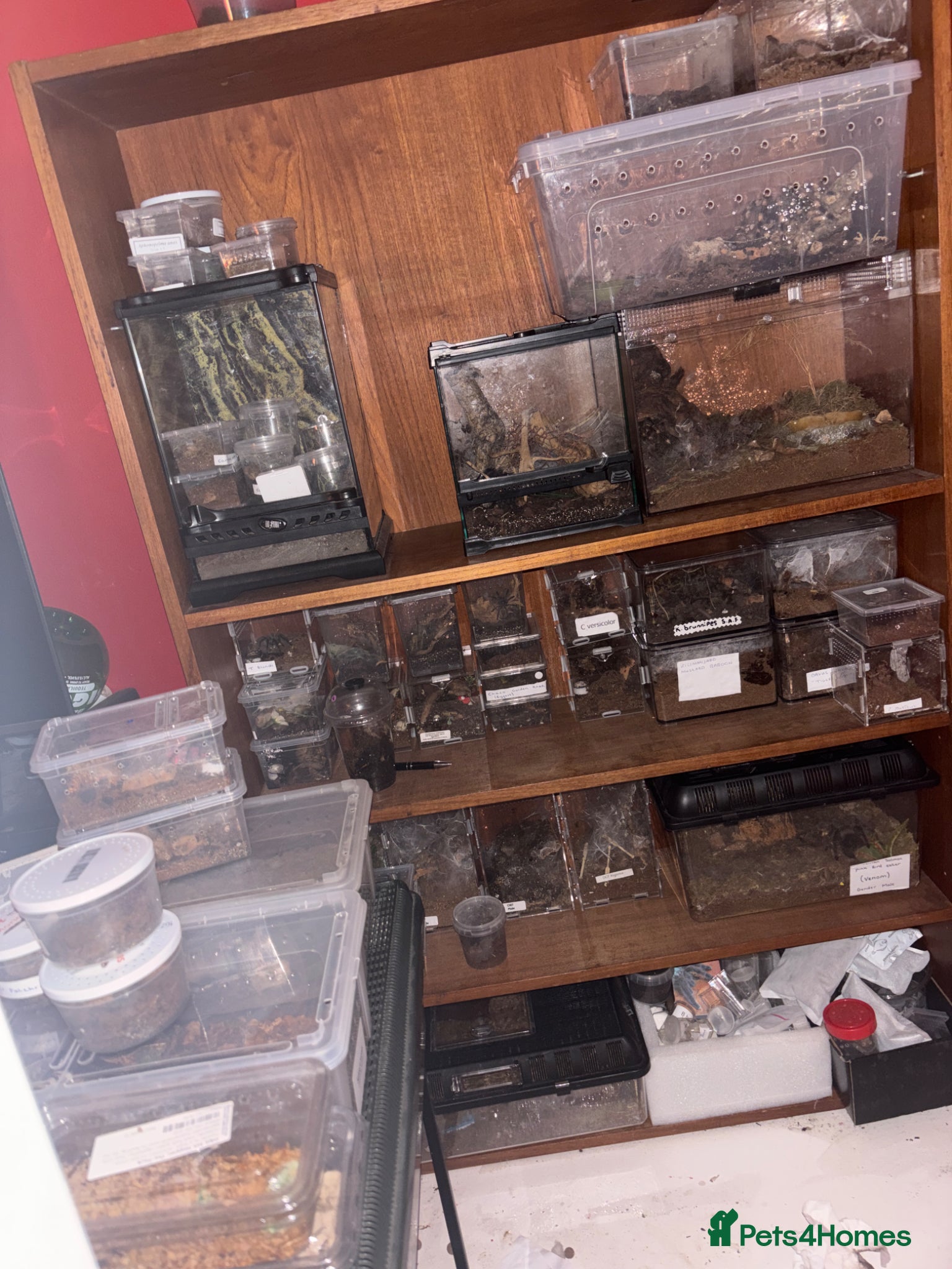 Tarantulas invertebrates Tarantula Collection For Sale - Advert 2