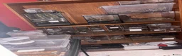 Tarantulas invertebrates for sale: Tarantula Collection For Sale - Advert 1