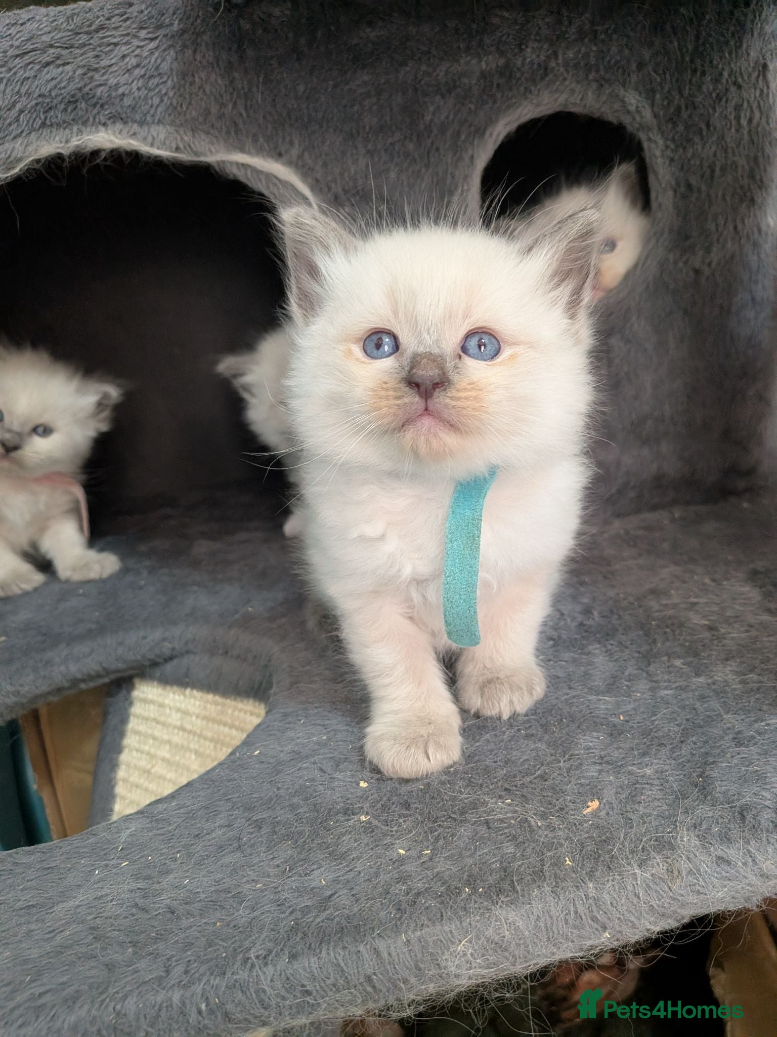 Ragdoll cats One little boy left  - Advert 11