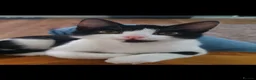 Mixed Breed cats for sale: Kittens ready to leave  - Advert 14