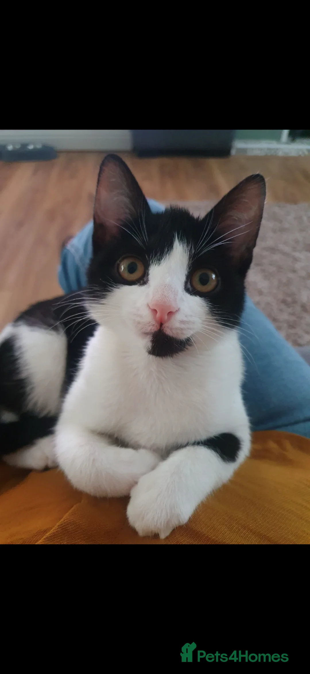 Mixed Breed cats for sale: Kittens ready to leave  - Advert 14