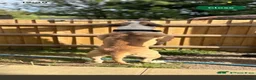Alapaha Blue Blood Bulldog dogs for stud: Blue blood bulldog for stud  - Advert 4