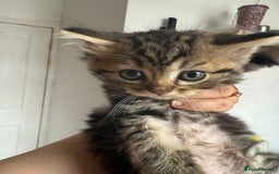 Mixed Breed cats for sale: Cats for sale - Image 4