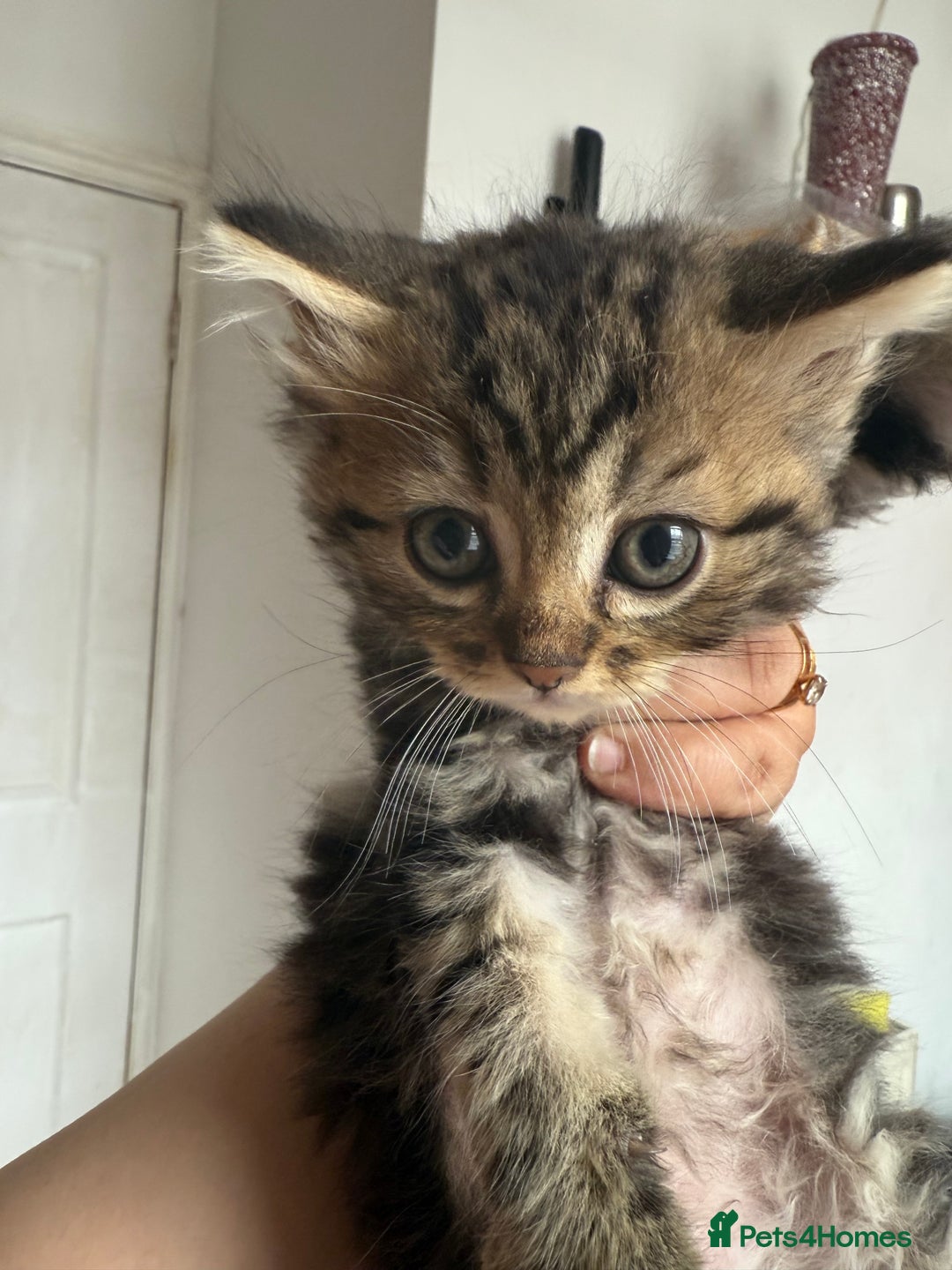 Mixed Breed cats for sale: Cats for sale - Image 4