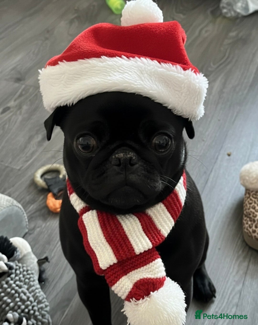 Pug dogs for sale: Beautiful Black Pug Girl looking for forever home  - Advert 3