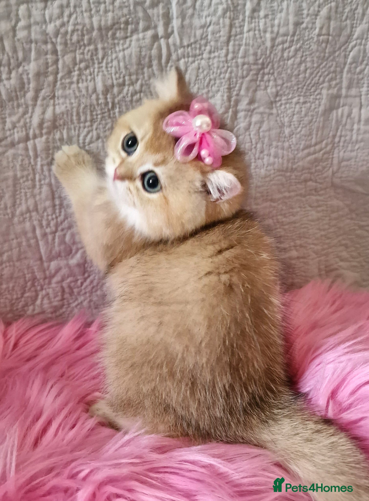 British Shorthair cats 🧡 GOLDEN BSH KITTENS TICA 🧡  - Advert 1