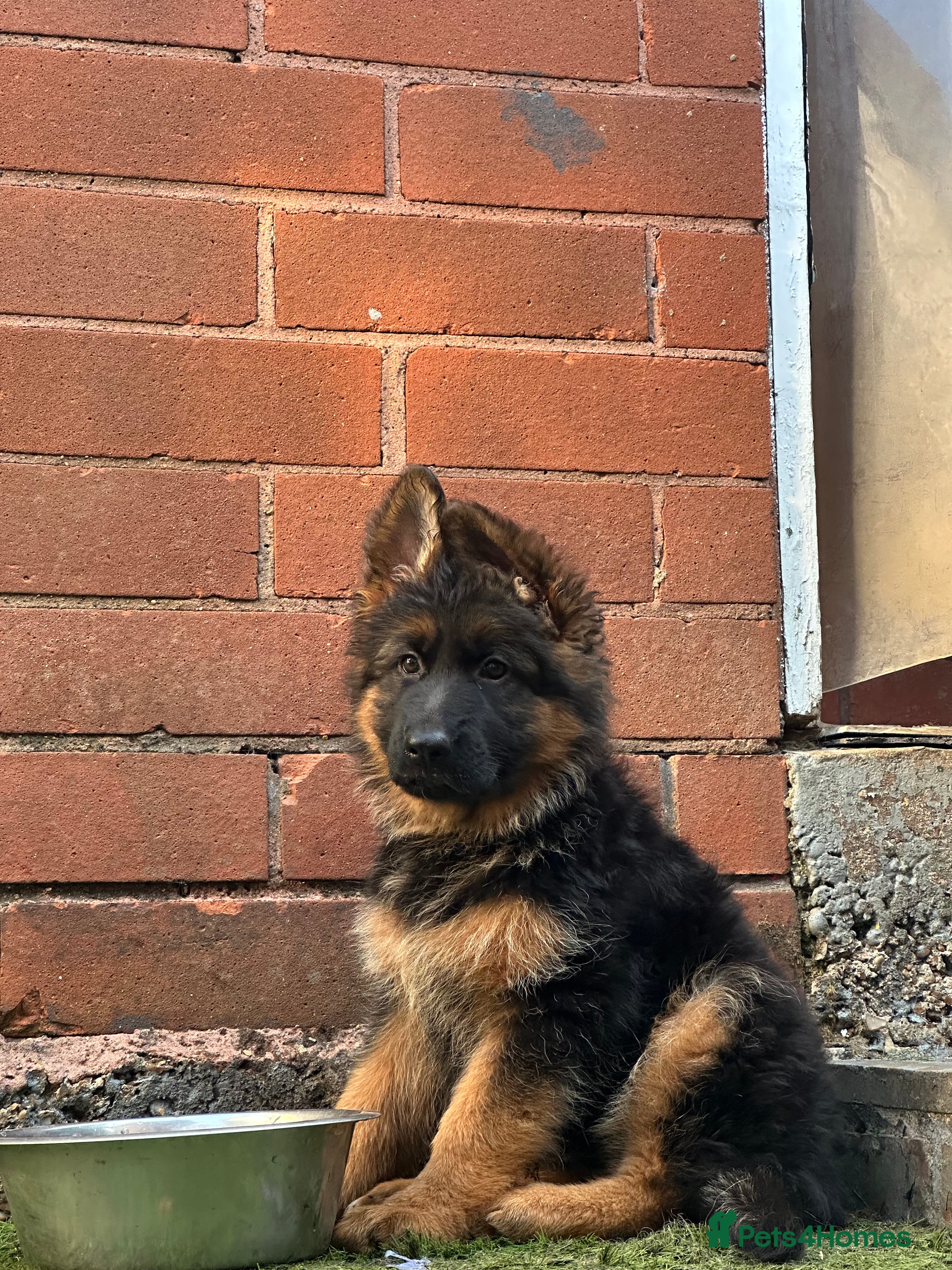 German Shepherd dogs Top🩸line German Shepherd puppy’s LH GSD - Advert 2