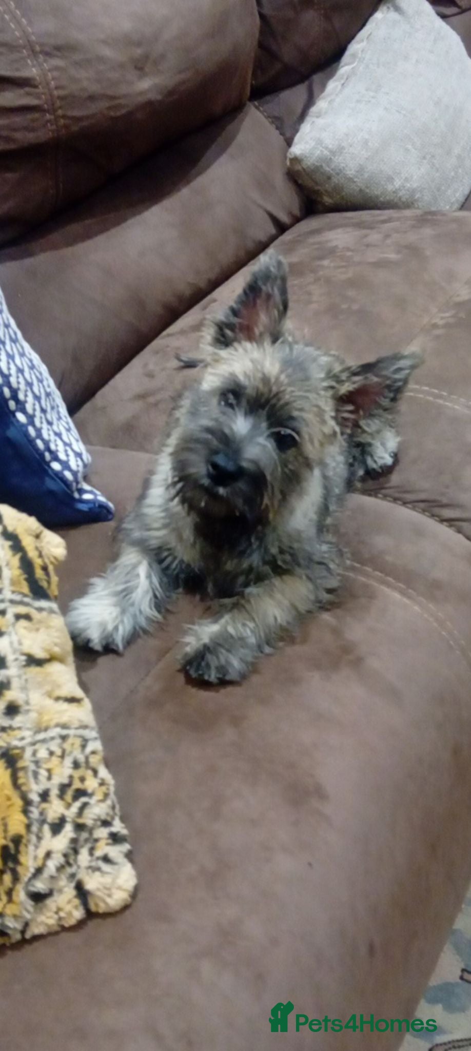 Cairn Terrier dogs KC registered Cairn terriers - Advert 2