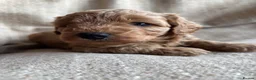 Cavapoochon dogs for sale: Beautiful Cavapoochon Puppies - Advert 12