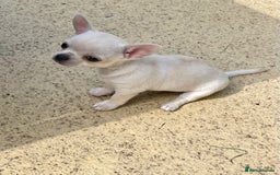 Chihuahua dogs for sale: KC Chihuahuas 🇬🇧 bloodlines 🌟🌟🌟🌟🌟 - Image 12