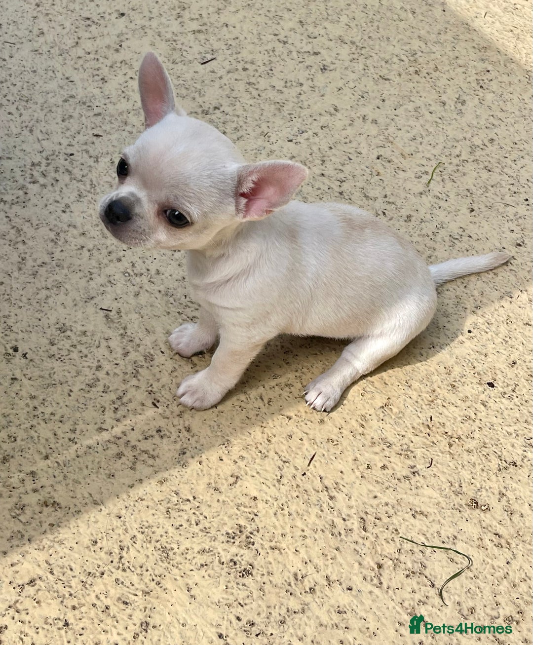 Chihuahua dogs for sale: KC Chihuahuas 🇬🇧 bloodlines 🌟🌟🌟🌟🌟 - Image 12
