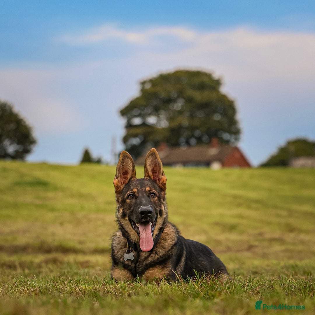 German Shepherd dogs for sale: Exceptional pedigree Working line male  - Image 2
