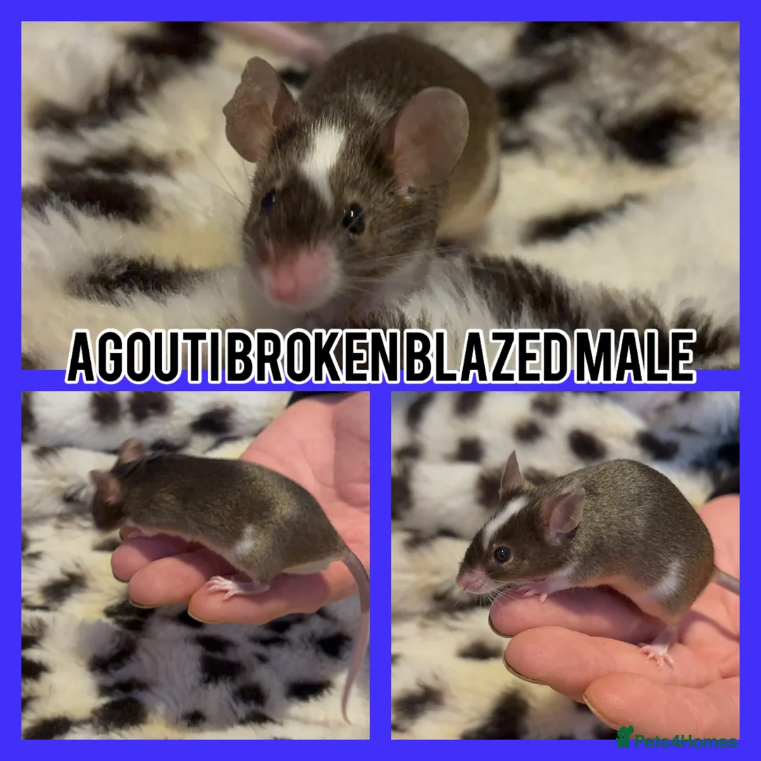Mouse rodents for sale: Fancy mice ready now  - Advert 12