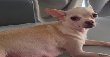 Chihuahua dogs CHIHUAHUA PUPPY  - Advert 7