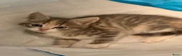 Mixed Breed cats for sale: Half Siberians  - Advert 28