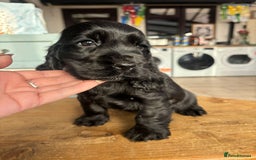 Cocker Spaniel dogs for sale: Show quality pups available  - Image 12