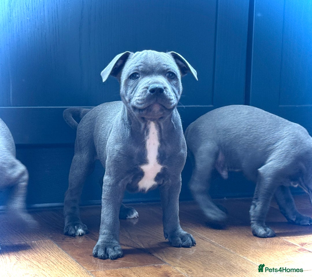 Staffordshire Bull Terrier dogs for sale: 🐾 Beautiful KC Fully Vaccinated Girl Available 🐾 in Peterborough - Image 1
