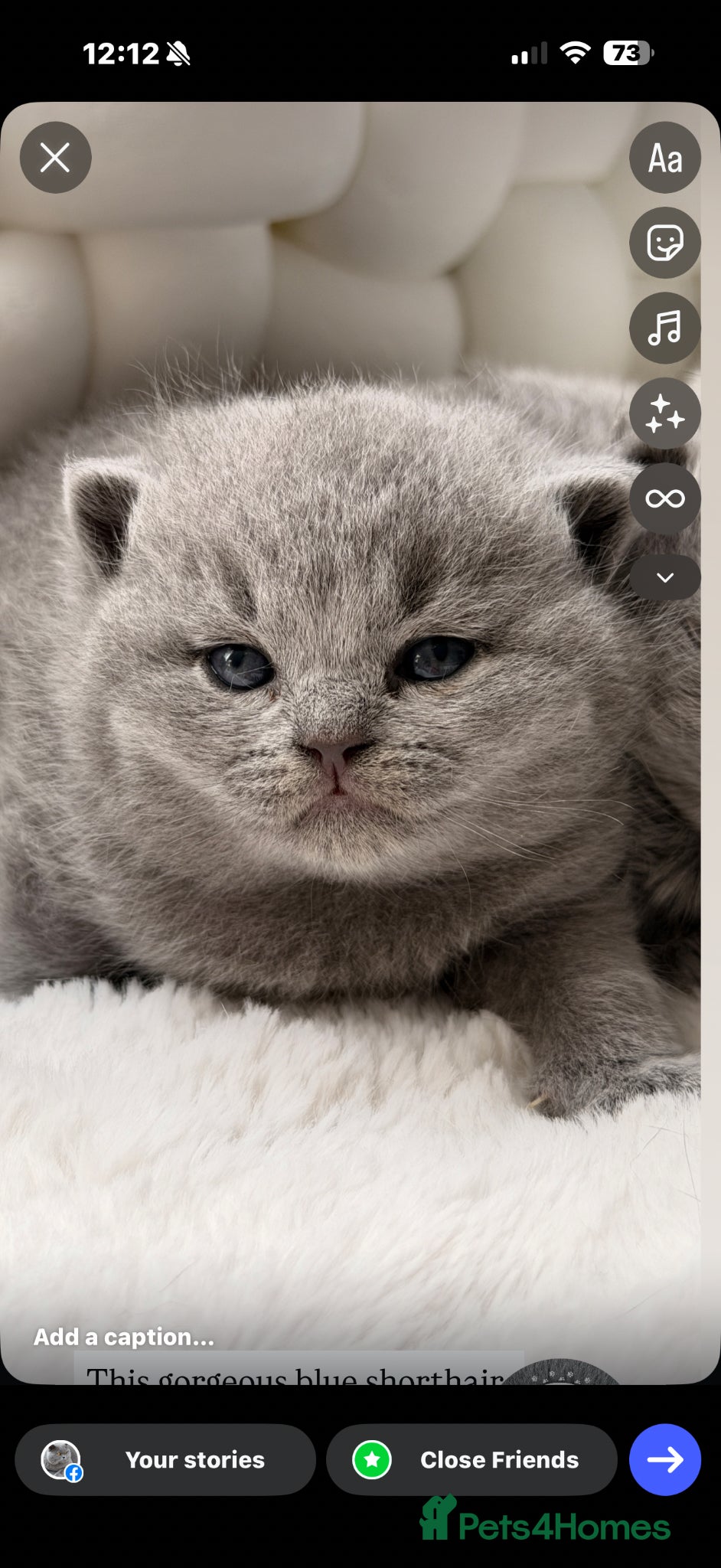 British Shorthair cats BRITISH BLUE KITTENS FROM CHAMPIONS LINE 🏆 - Advert 4