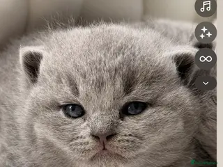 British Shorthair cats BRITISH BLUE KITTENS FROM CHAMPIONS LINE 🏆 - Advert 4