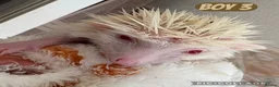 Pygmy Hedgehog rodents for sale: African Pygmy baby hedgehogs for sale  - Advert 3