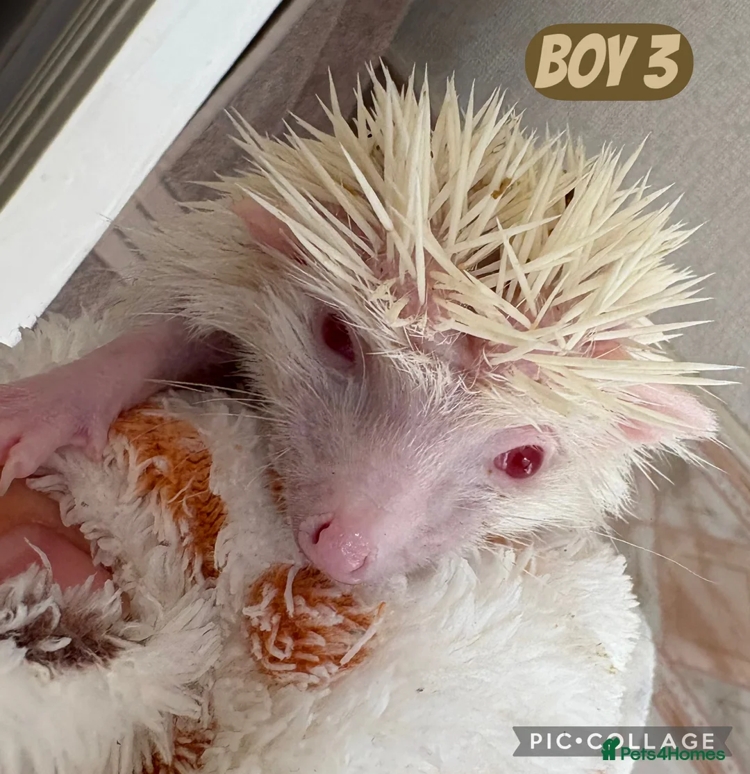 Pygmy Hedgehog rodents for sale: African Pygmy baby hedgehogs for sale  - Advert 3