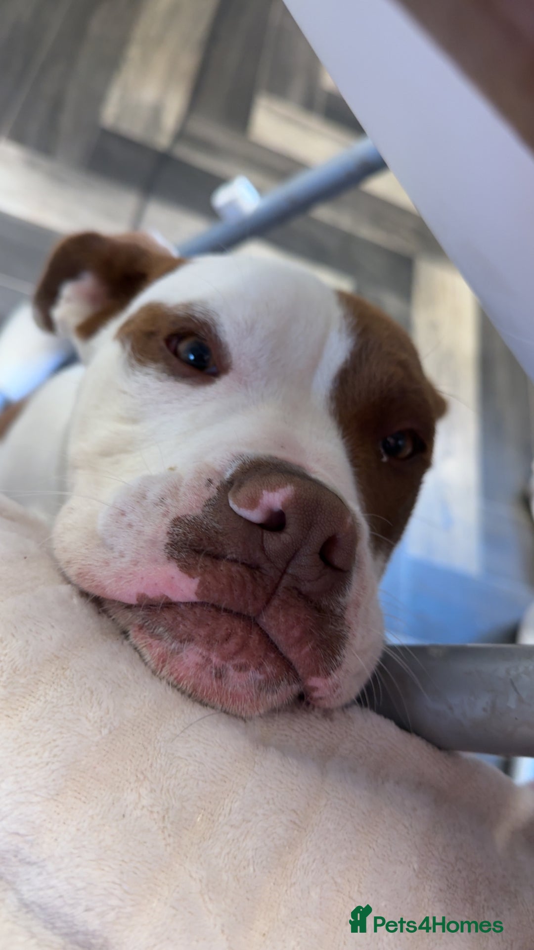 Mixed Breed dogs for sale: Reggie - Image 10