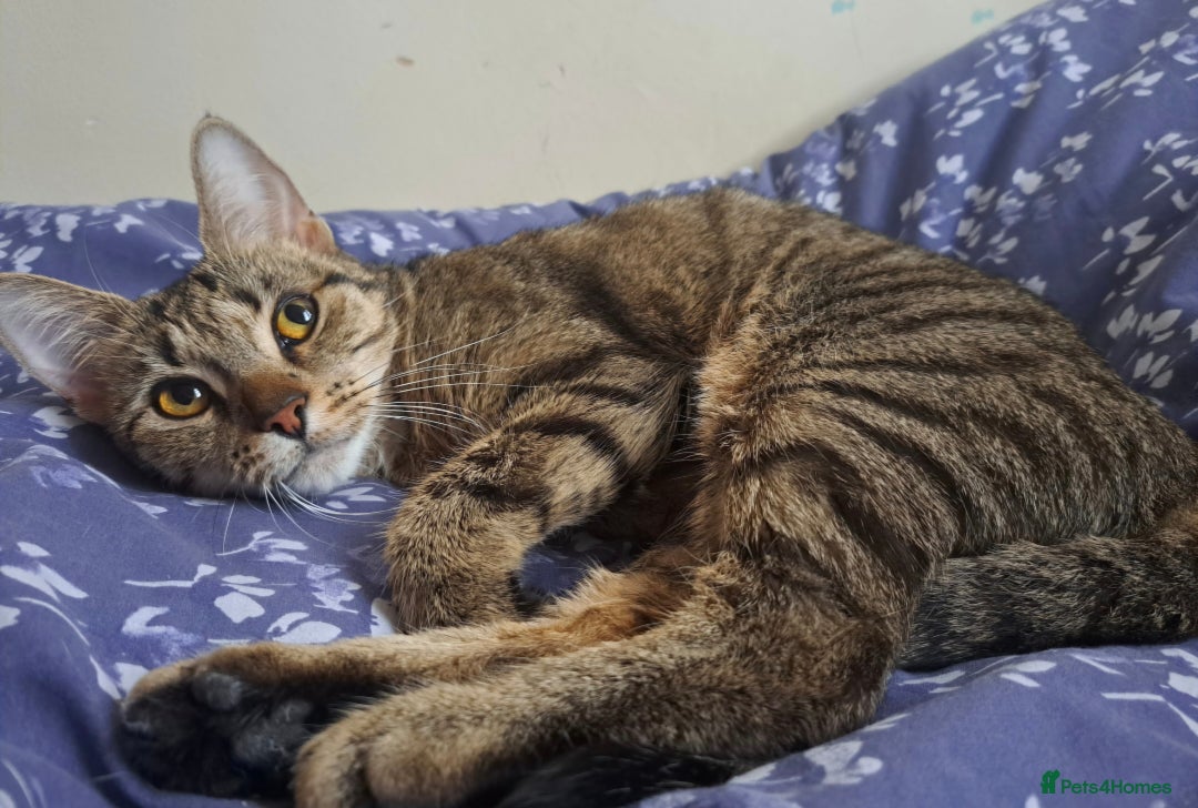 Mixed Breed cats for sale: Oreo and Luna - Advert 8