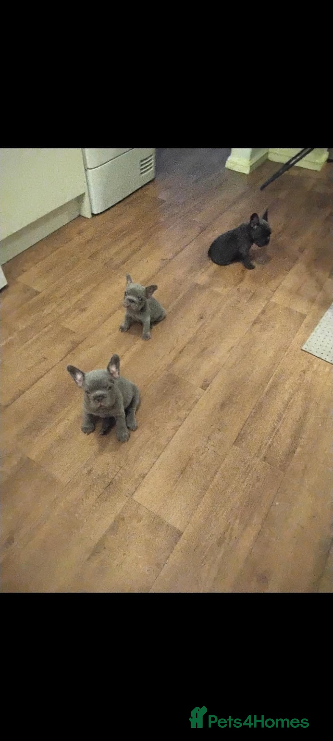 French Bulldog dogs for sale: X4 frenchbulldogs/fluffy carriers - Image 4