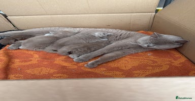 British Shorthair cats - Advert 10