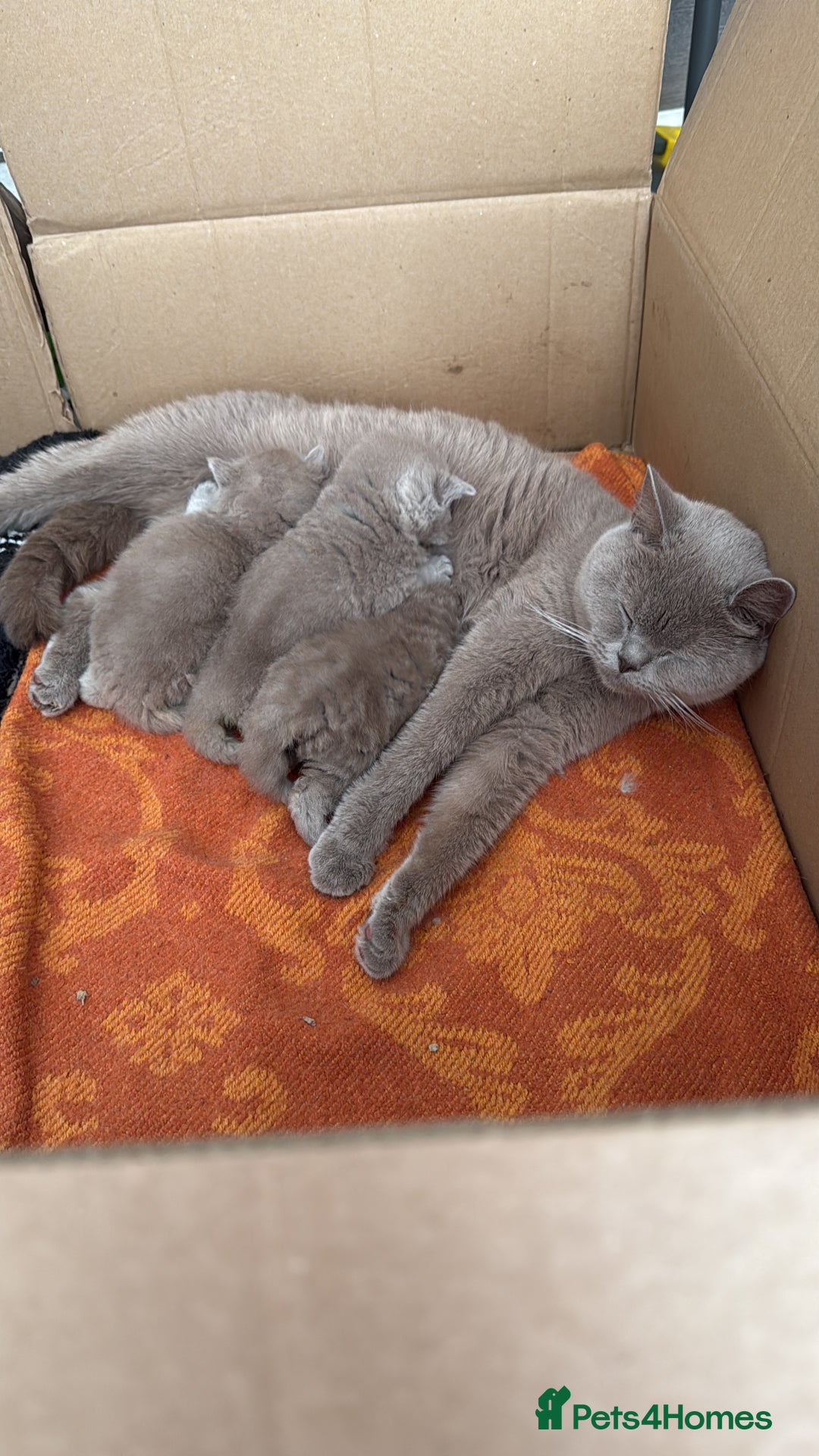 British Shorthair cats for sale: Liliac BSH two female  - Image 2