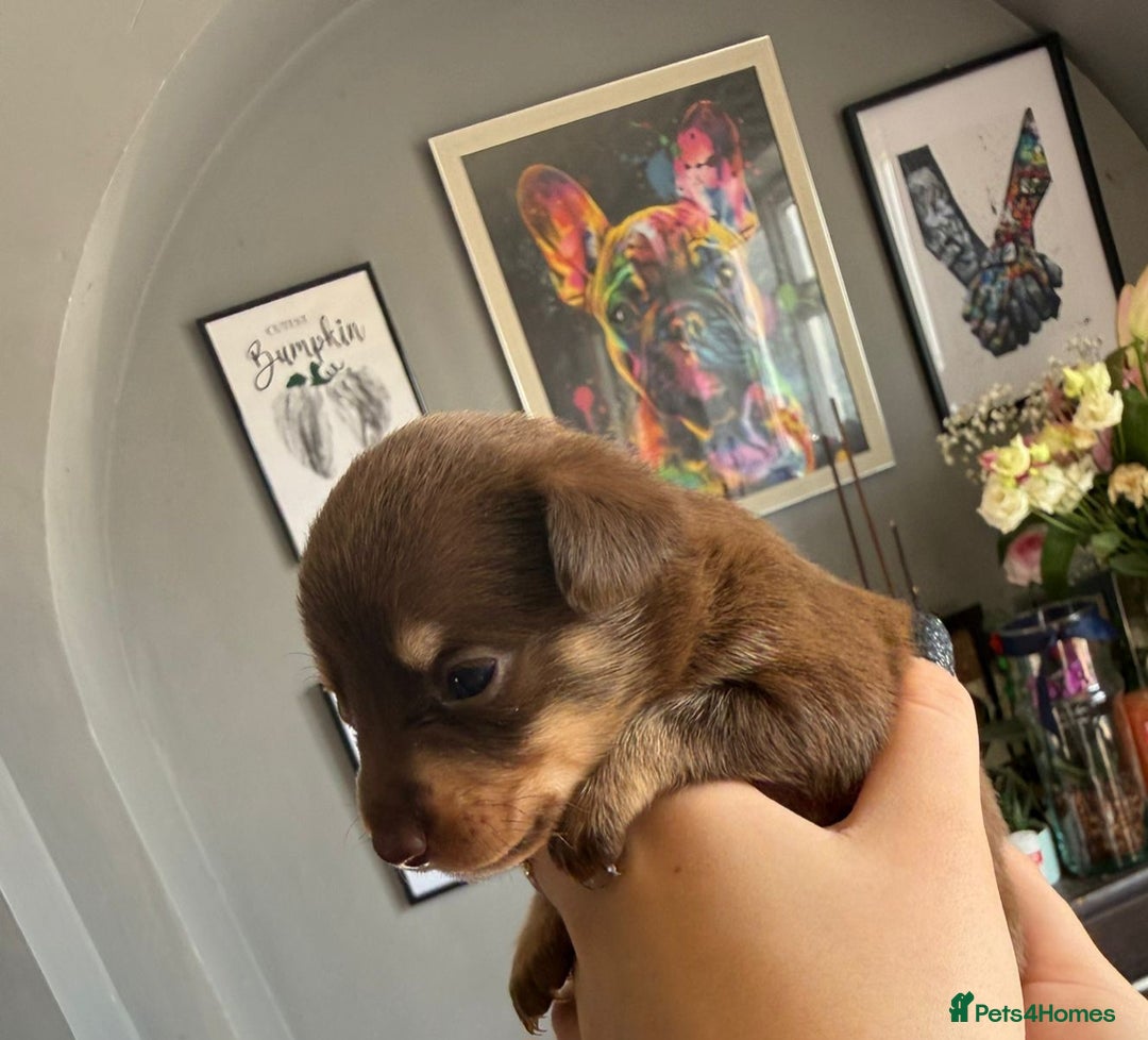 Mixed Breed dogs for sale: 9 beautiful dachshund cross poms - Image 5